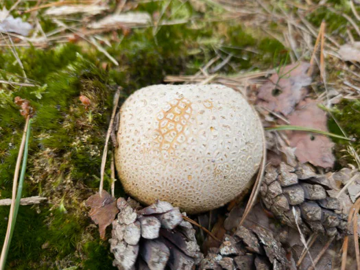 De Hoge Rielen, Kasterlee (Belgium)